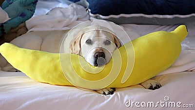 Gorgeous Golden Retriever Labrador, Beautiful dog sleeping with a yellow banana pillow in white bed Stock Photo