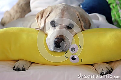 Gorgeous Golden Retriever Labrador, Beautiful dog sleeping with a yellow banana pillow in white bed Stock Photo