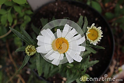 White flower yellow button Stock Photo