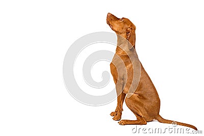 Gorgeous hungarian vizsla sitting studio portrait. Full body side view hunting dog over white background. Stock Photo
