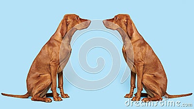 2 gorgeous hungarian vizslas sitting opposite each other studio portrait. Full body side view hunting dogs over blue background. Stock Photo