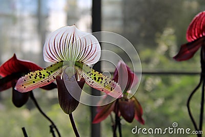 Gorgeous image of exotic orchids with heady fragrance in tropical garden Stock Photo