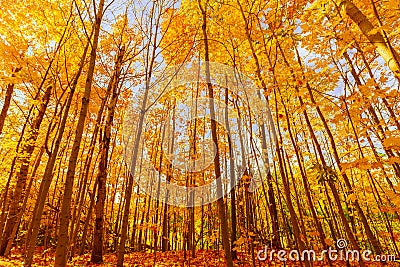 Gorgeous inviting view on amber, golden, yellow autumn forest, trees, sunny beautiful enjoyable day Stock Photo