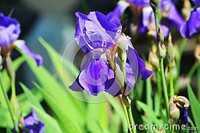 Gorgeous Iris. Beautiful flower with violet petals. Stock Photo