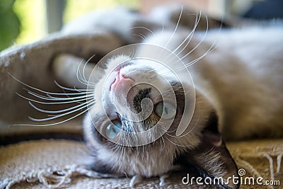 Gorgeous Kitten Stares Mysteriously At Camera Stock Photo