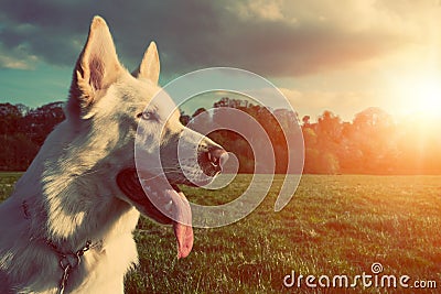 Gorgeous large white dog in a park Stock Photo