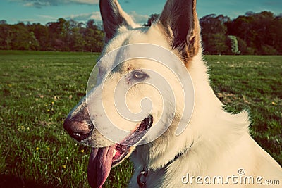 Gorgeous large white dog in a park, colorised image Stock Photo