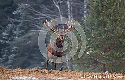 Gorgeous Marriageable Deer Comes Out Of The Forest. Winter Wildlife Landscape With Red Deer Stag. Portrait Of Lonely Deer With Big Stock Photo