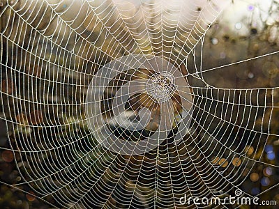 Aesthetic spider web with its wonderful architecture and creative design Stock Photo