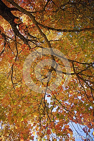 Gorgeous Multi Color Fall Tree Cover Stock Photo