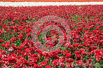 Gorgeous multicolor floral carpet Stock Photo