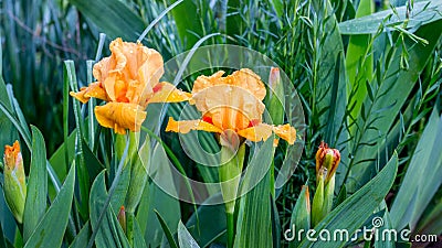 Gorgeous orange iris flowers among green leaves_ Stock Photo