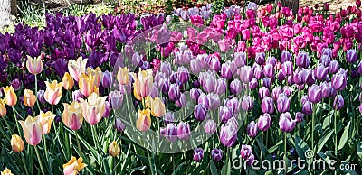 Gorgeous orange and purple tulips in springtime Stock Photo