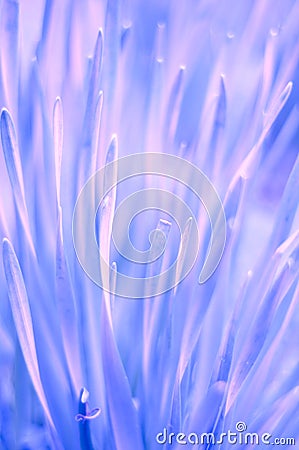 Gorgeous organic purple background Stock Photo