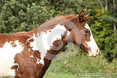 Gorgeous paint horse foal in freedom Stock Photo