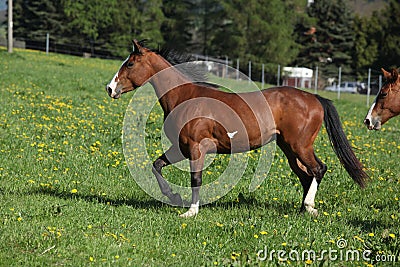 Gorgeous paint horse mare running on pasturage Stock Photo