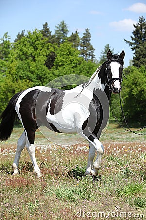 Gorgeous paint horse running on flowered pasturage Stock Photo