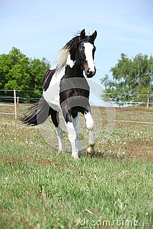 Gorgeous paint horse running on flowered pasturage Stock Photo