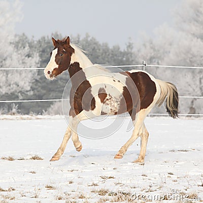 Gorgeous paint horse stallion on winter pasturage Stock Photo