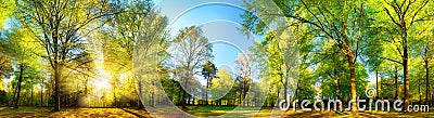 Gorgeous panoramic spring scenery with sunlit trees Stock Photo