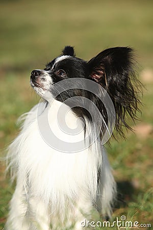 Gorgeous papillon in autumn Stock Photo