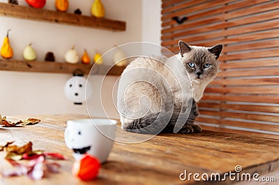 Gorgeous pet cat sitting on table in halloween theme decorated living room. Lifestyle Halloween holiday family house interior. Stock Photo