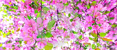 Gorgeous pink flowers as background for easter hollyday. Amazing pink cherry blossom on the tree during spring time. Branch of Stock Photo