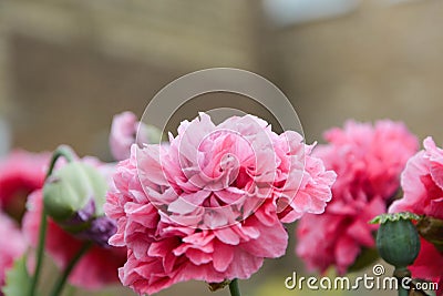 Gorgeous pink fluffy peony flowers blooming in the garden, sunny summer day Stock Photo