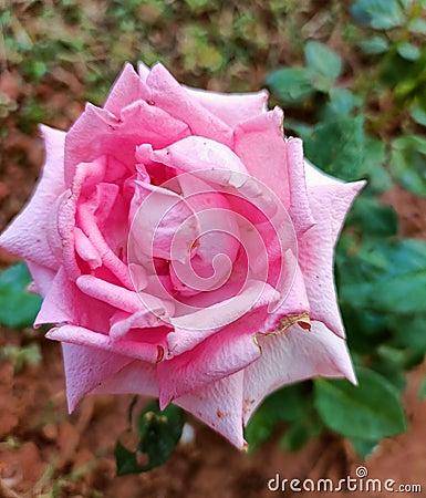 A gorgeous pink rose in full bloom in a Mysore based park Stock Photo