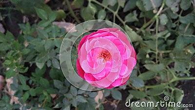 Gorgeous pink rose Stock Photo