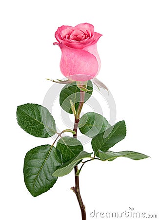 Gorgeous pink rose on white Stock Photo