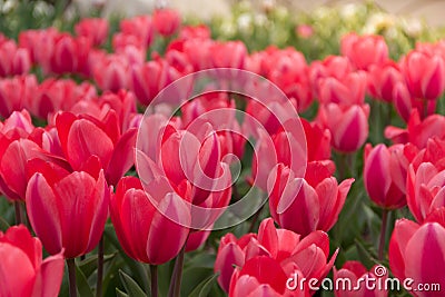 Gorgeous pink tulip field illuminated by the sun Stock Photo