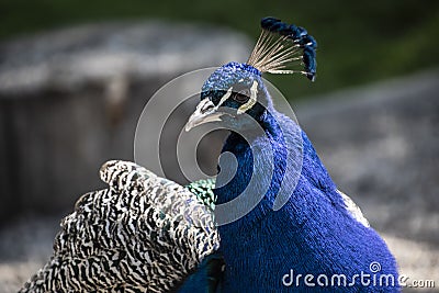 Gorgeous portrait of a blue peacock with silky blue feathers Stock Photo