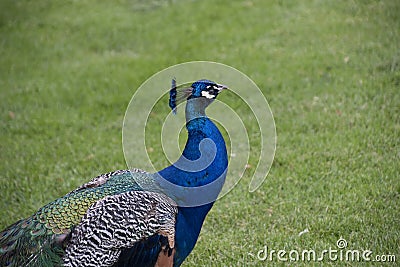 Gorgeous portrait of a blue peacock with silky blue feathers Stock Photo