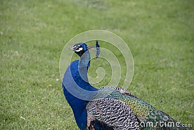 Gorgeous portrait of a blue peacock with silky blue feathers Stock Photo