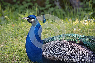 Gorgeous portrait of a blue peacock with silky blue feathers, sitting on the grasscock with silky blue feathers Stock Photo