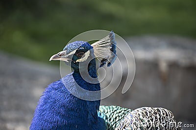 Gorgeous portrait of a blue peacock with silky blue feathers Stock Photo