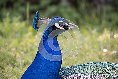 Gorgeous portrait of a blue peacock with silky blue feathers Stock Photo