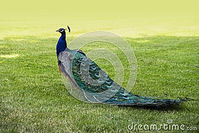 Gorgeous portrait of a blue peacock with silky blue feathers Stock Photo