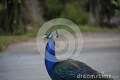 Gorgeous portrait of a blue peacock with silky blue feathers Stock Photo