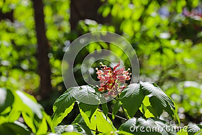 A gorgeous red Aesculus or buckeye flower surrounded by lush green leaves in the forest at Murphey Candler Park Stock Photo