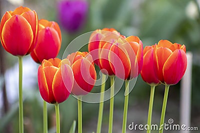 Gorgeous red tulips with blurred background Stock Photo