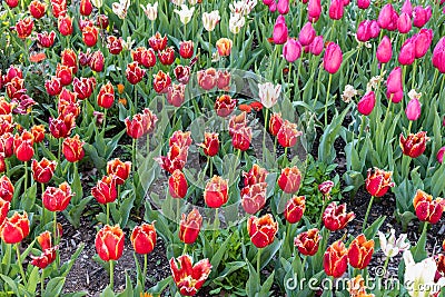 Gorgeous red and yellow fringed tulips and bright purple tulips in springtime Stock Photo