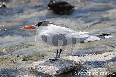 Gorgeous Royal Tern Bird Balanced on a Rock Stock Photo