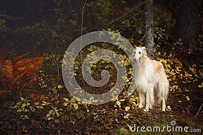 Gorgeous russian borzoi dog standing in the dark fall forest. Beautiful dog breed russian wolfhound in autumn Stock Photo