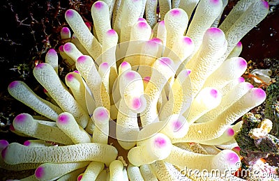 Gorgeous Sea Anemone Stock Photo