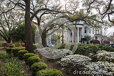 A gorgeous spring landscape at Franklin Square with white and purple flowers and lush green weeping willow trees and plants Editorial Stock Photo