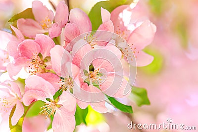 Gorgeous stamens of blossom flowers with pink and red petals on background of blue sky. Easter background with blossom blooming in Stock Photo