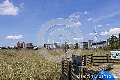 A gorgeous summer landscape along the Cape Fear river, with tall grass, lush green trees and hotels and office buildings Editorial Stock Photo
