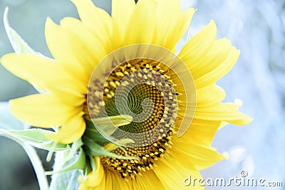 Gorgeous sunflower bursting with color Stock Photo